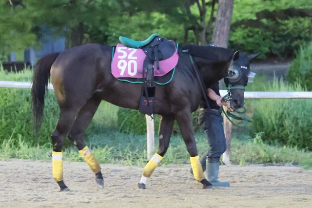 【紫苑S】目覚めた素質馬ダノンフェアレディが重賞Vへ　陣営「カイバを安定して食べるようになった」
