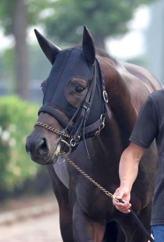 【セントウルS】7歳馬ヨシノイースターがシリーズ制覇へ　中尾調教師「57キロで出られるのはいいですね」