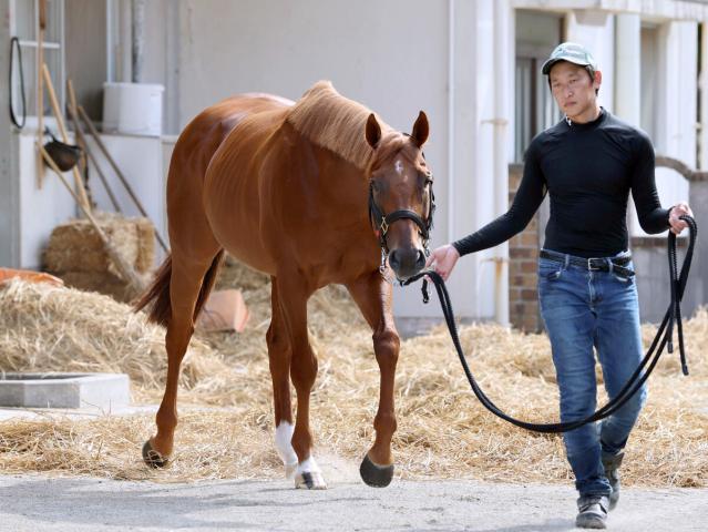 【セントウルS】アイビスSD3着のウイングレイテスト　8歳馬の夏3戦目も畠山調教師「思いのほか元気」