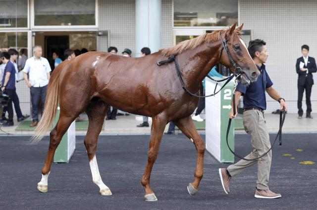 【札幌2歳S】G1馬の全弟ロスパレドネスが兄弟V狙う　陣営「(洋芝は)普段のフットワークからいいのでは」