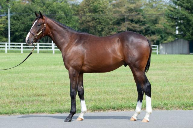 インゼルサラブレッドクラブが2025年度募集馬を発表　スマートレイアーの24など注目馬がそろう