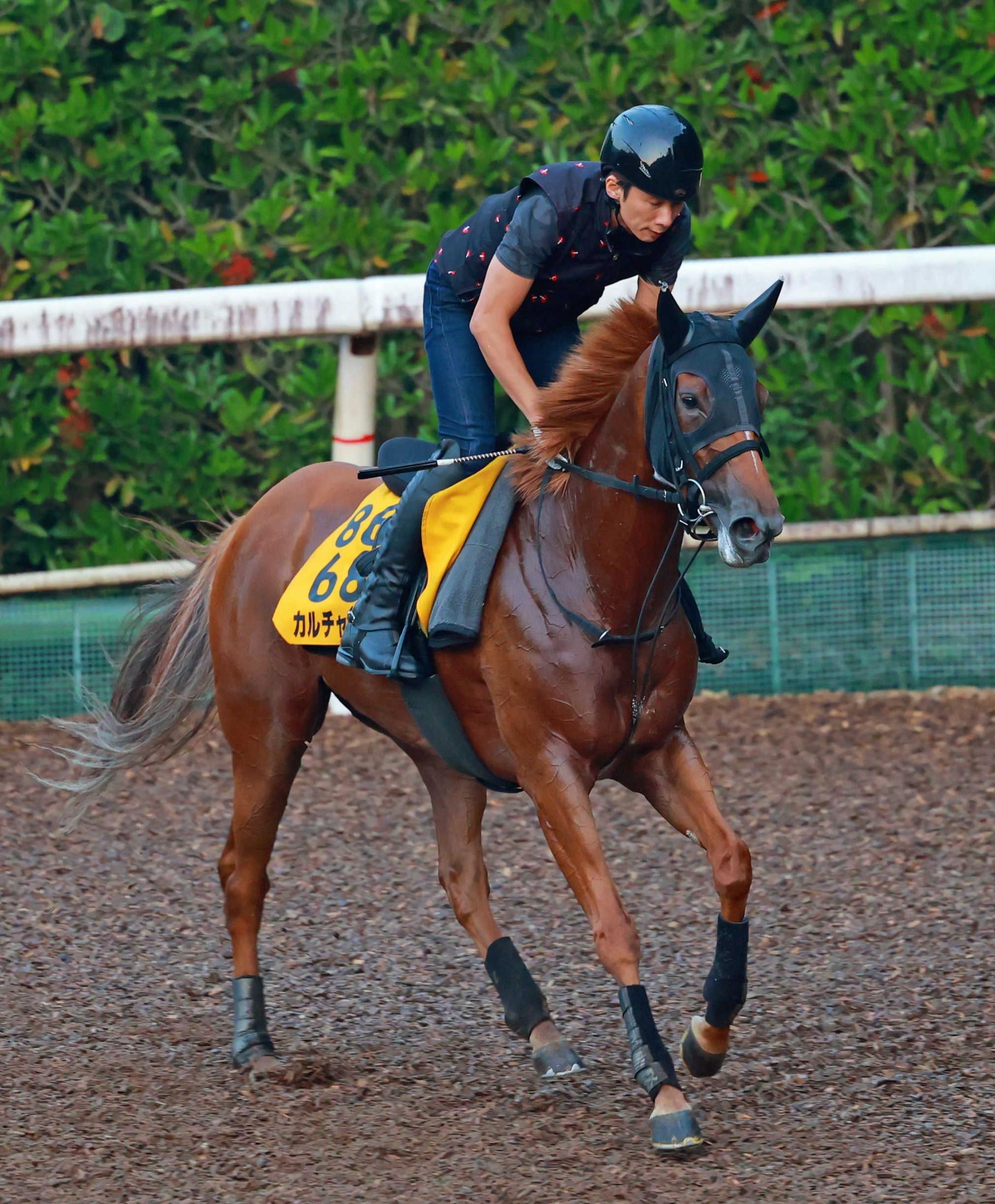 【セントウルＳ】カルチャーデイ　３月にＶ、得意の阪神６Ｆで狙う重賞２勝目　ファインニードルと父子制覇だ