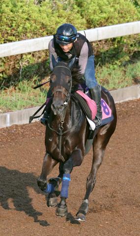 【紫苑S】春は重賞戦線で健闘のエストゥペンダ、4度目の挑戦で今度こそ初タイトルだ