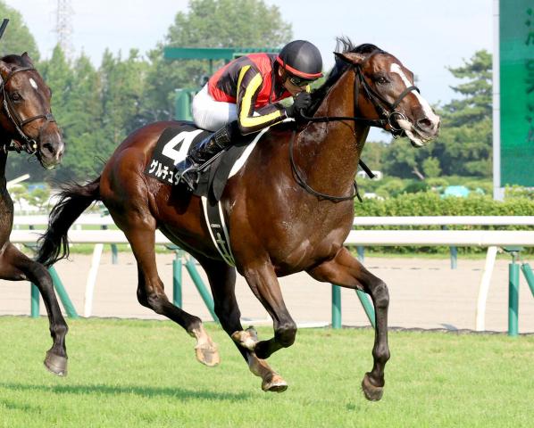 【注目馬動向】ゲルチュタールは菊花賞でG1初挑戦　出世レースの日本海Sで快勝