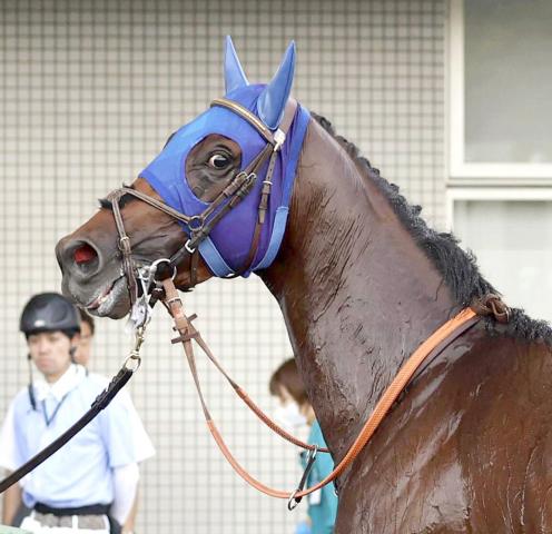 【注目馬動向】不来方賞を制したナルカミは予定通りジャパンダートクラシックへ