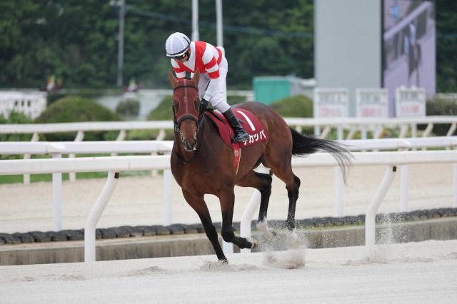 韓国国際競走に日本馬6頭が参戦　武豊とのコンビでコリアスプリントに臨むチカッパは大外13番枠