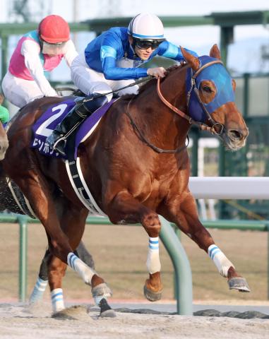 「半年で約100キロ増」馬体がすごいと話題のレモンポップが種牡馬になりさらに巨体化…底なしの食欲で