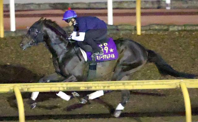 【セントライト記念・1週前】ミュージアムマイルが戸崎圭太騎手と初コンタクト　「乗りやすくて、反応もしっかり」