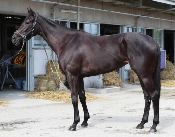 【紫苑S】エストゥペンダ　重賞初Vへ馬なりでグイグイ加速　好調アピール