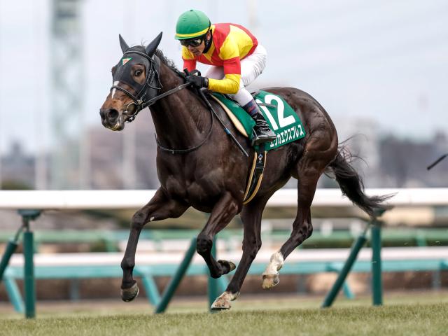 【京成杯AH出走馬・騎手確定】エリカエクスプレス＆戸崎圭太騎手、コントラポスト＆田辺裕信騎手など16頭