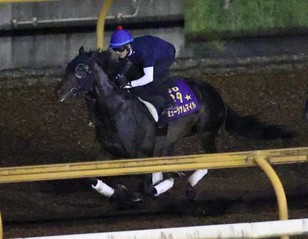 【セントライト記念1週前追い】ミュージアムマイル軽快先着!戸崎「自信を持って送り出せる」