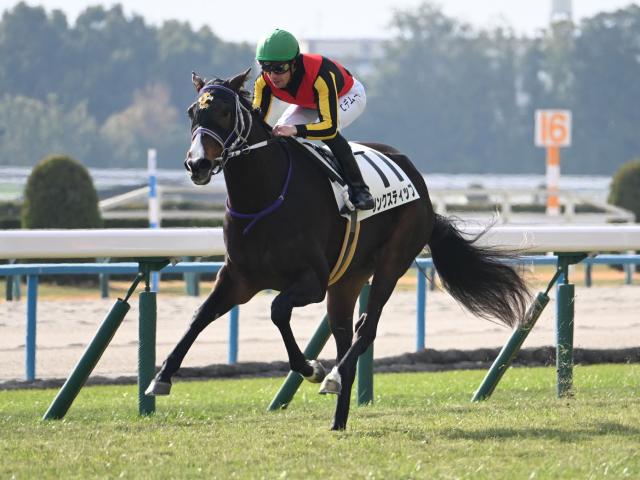 【紫苑S枠順確定】リンクスティップは1枠1番、ジョスランは4枠5番