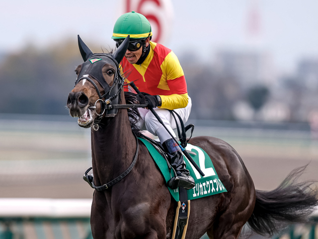 【京成杯AH枠順確定】エリカエクスプレスは6枠11番、コントラポストは4枠7番