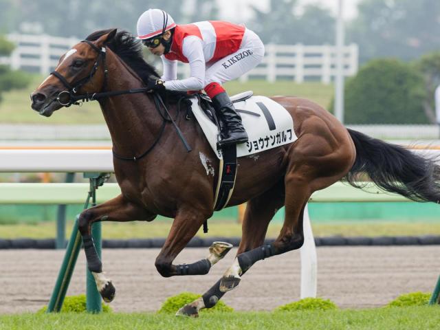 札幌芝はパワー型重視 ショウナンガルフの重賞初制覇だ