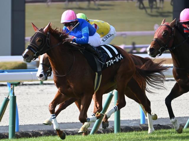 【週末情報】勝ってGIへ！ 賞金加算必須のアブキールベイは勝負駆け/馬三郎のつぶやき