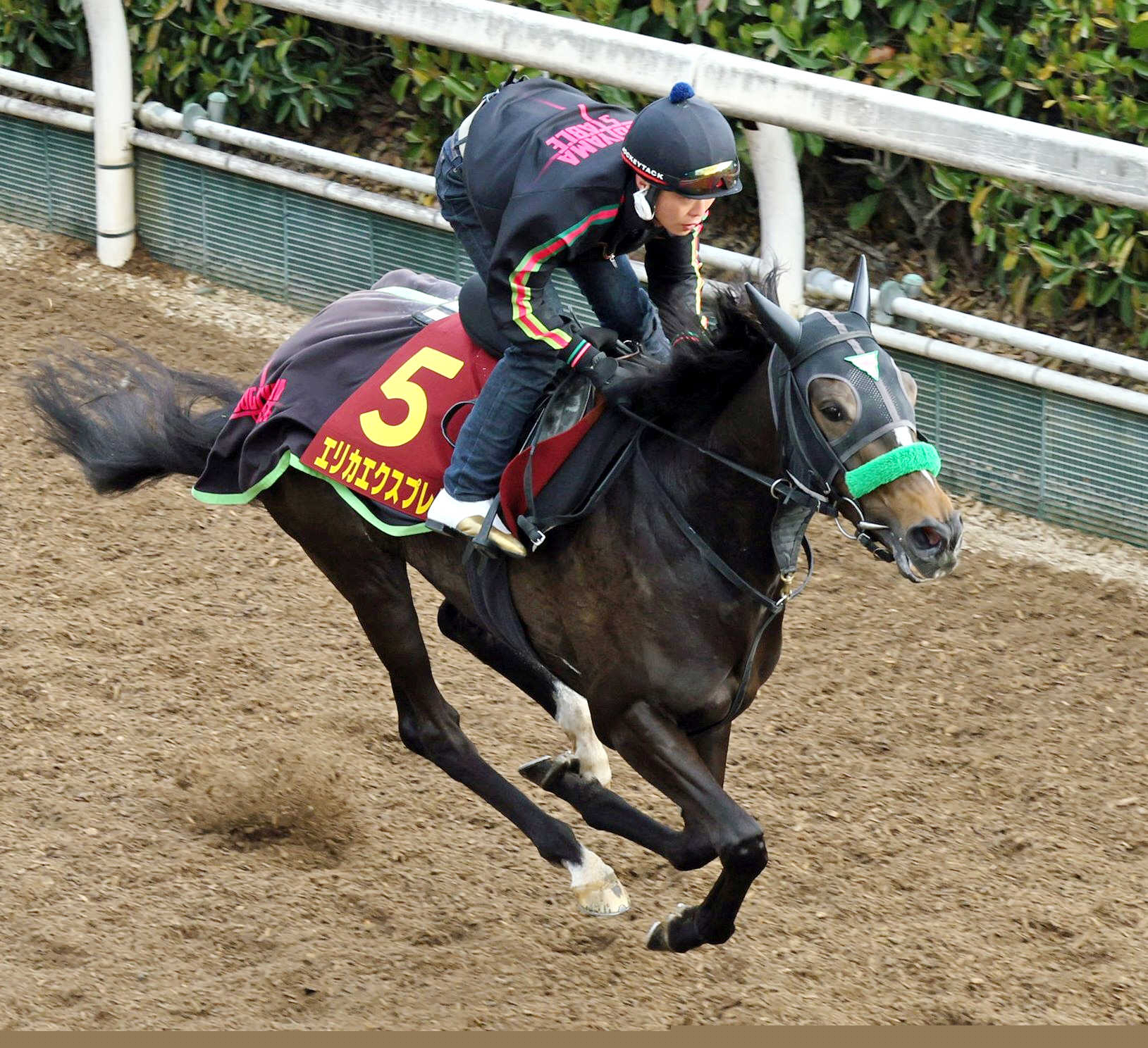 【札幌＆阪神＆中山の危険な人気馬】エリカエクスプレス　中山１１Ｒ・京成杯ＡＨ