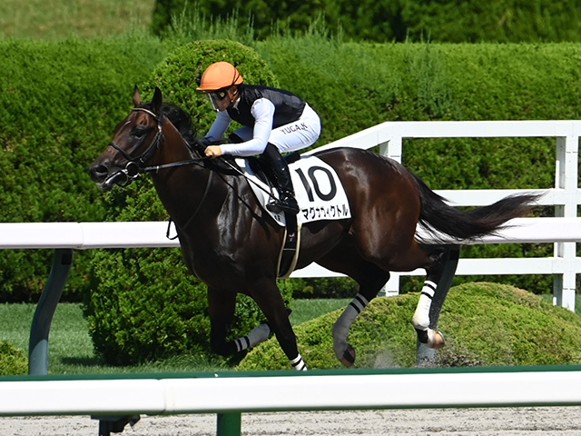 【阪神6R新馬戦結果】マグナヴィクトルが大差勝ち マックスフィールド産駒のJRA初勝利