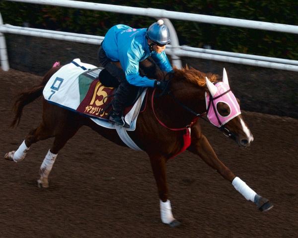 ヤマカツリリー死す　25歳　2003年G2フィリーズレビュー優勝