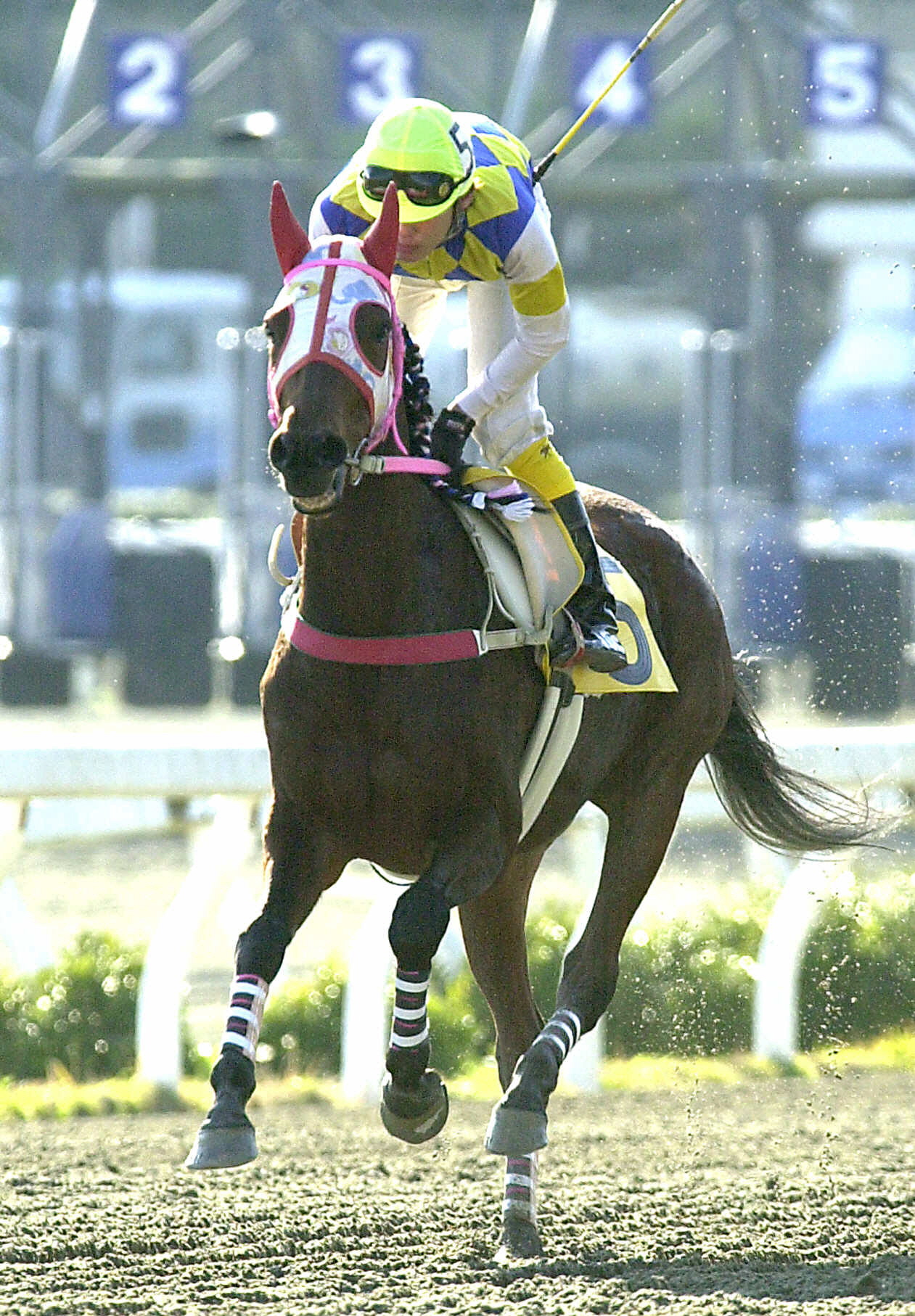 キタサンブラック＆レイデオロ 土曜阪神4R】半兄はキタサンブラック アルマデオロが武豊騎手と