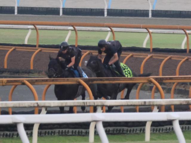 アランカール、野路菊S1週前追い切り速報/栗東トレセンニュース