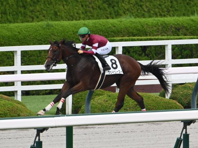 【阪神6R新馬戦結果】イントゥミスチーフ産駒ウェイニースーが7馬身差で圧勝