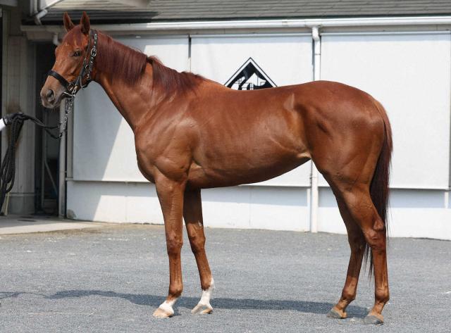 【ローズS】オークス3着タガノアビーが競走除外　馬場入場後に馬体に故障発生