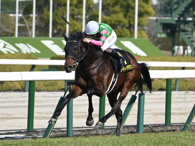 セントライト記念当日の中山芝は良 ジーティーアダマン＆サクラファレルが狙い目だ