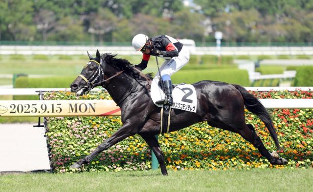 【阪神6R・3歳未勝利】アスクコモンタレヴが3歳世代今年最後の勝ち上がり　岩田康誠騎手「なんとか勝ててよかった」