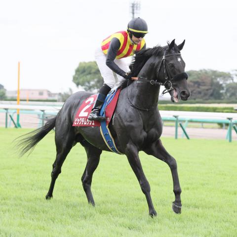 【セントライト記念】ピックデムッシュは4着　菊花賞切符に半馬身差届かず　ルメール騎手「もう少し長い距離の方がいいかも」