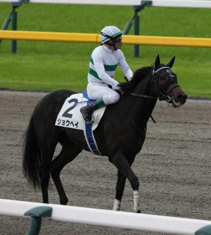 【神戸新聞杯展望】ダービー3着ショウヘイが始動　ローズS勝ちの僚馬カムニャックに続く