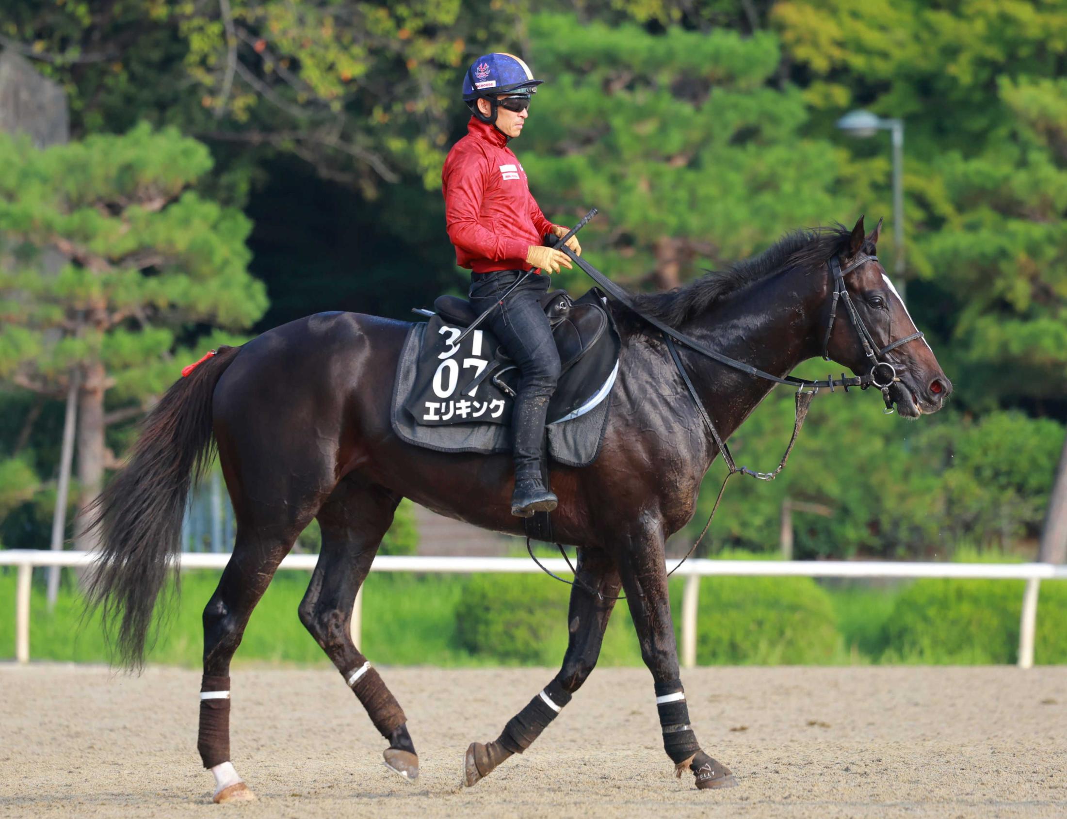 【神戸新聞杯】エリキング　完全復活証明だ　２歳時無傷３連勝！春の雪辱へＶデータ唯一の減点１