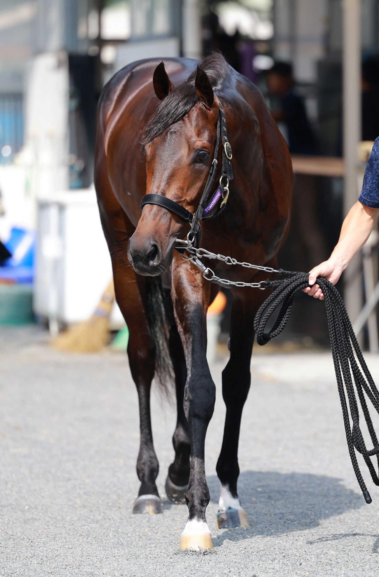 【神戸新聞杯】ショウヘイ　菊舞台へ始動　ダービー３着馬が夏の成長見せる　進化した体つきのたくましさに陣営も期待