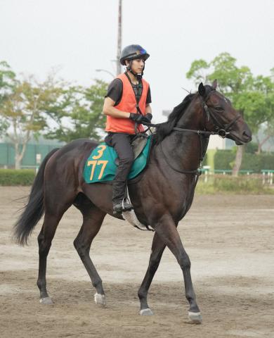 【中山新馬戦】ウィロークリーク　クラシックと深い縁!一族悲願のG1制覇へ期待「超良血だからね」