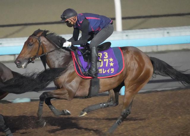 【オールカマー】中山重賞実績も申し分なし!“前走G1出走の4歳馬”レガレイラで堅い