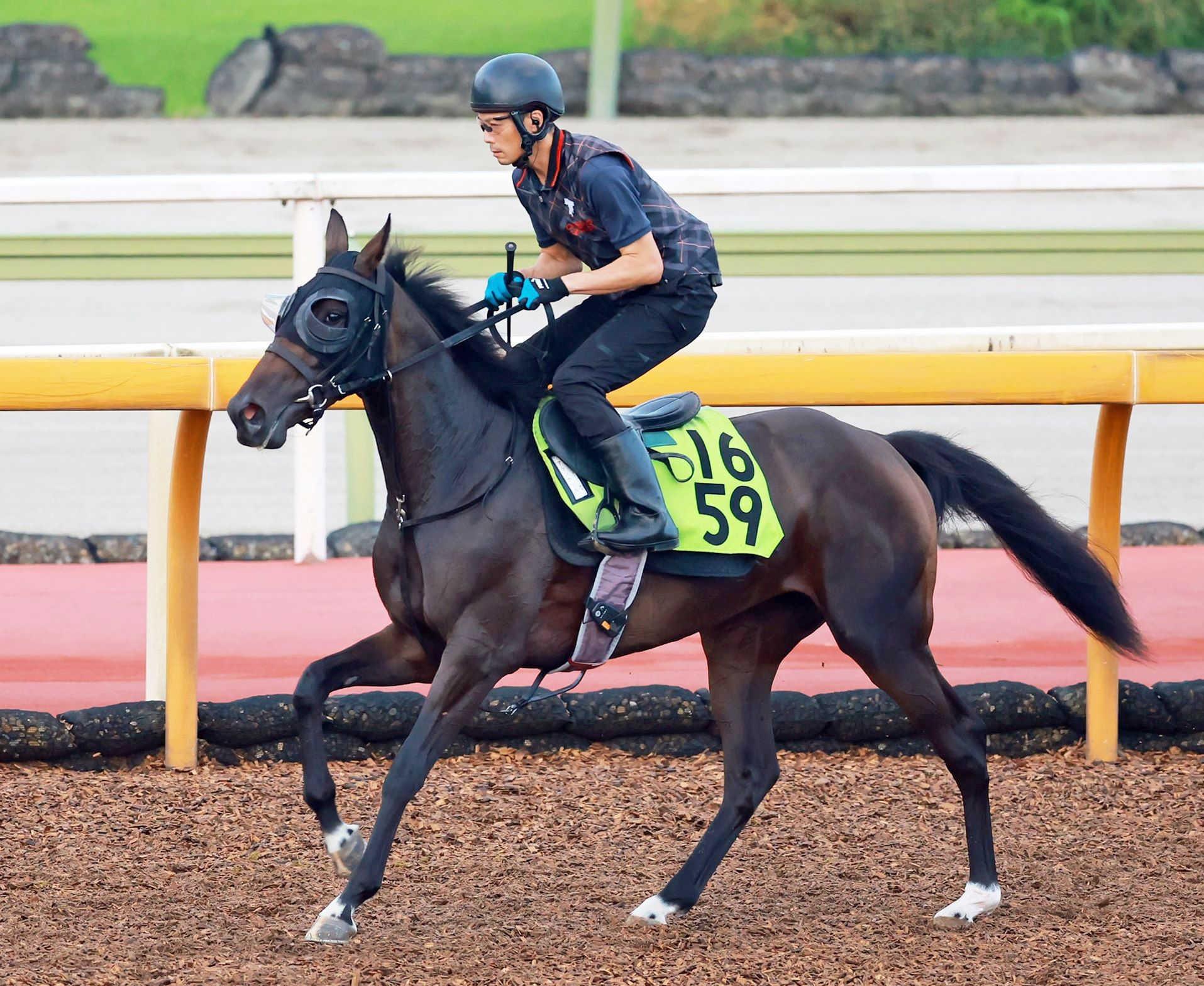【野路菊Ｓ】アランカール結果出す　母は１６年オークス馬！クロノジェネシス＆クロワデュノール「斉藤崇厩舎×北村友」の黄金コンビ