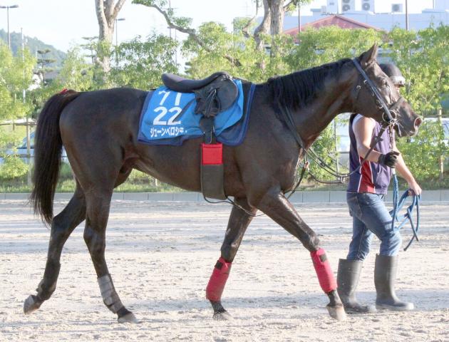 【阪神ジャンプS】すでに仕上がり十分　障害重賞5勝のジューンベロシティに漂う好気配