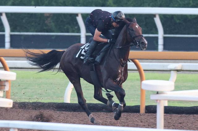 【神戸新聞杯】ジョイボーイ　馬なりで好時計　四位師「春よりグンと成長している」