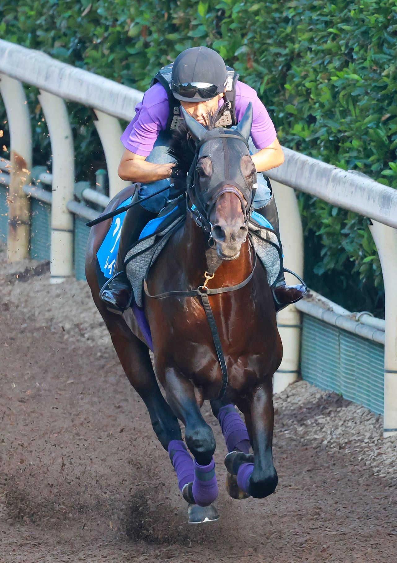 【オールカマー】ヨーホーレイク　王道で順調！１週前に栗東ＣＷで強め→当週軽め　友道師「いつもと一緒のパターンで」
