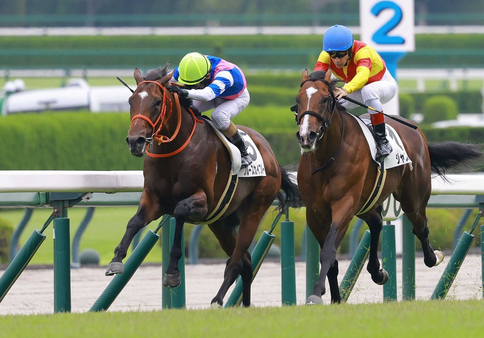 ブルースカイブルーは紫菊賞へ　シラヌイはりんどう賞へ向かう