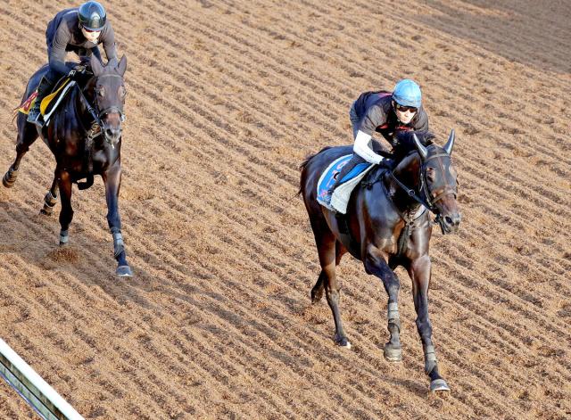 【オールカマー】コスモキュランダの加藤士調教師「完璧」狙い通りの時計と動き　得意の中山で巻き返し期待