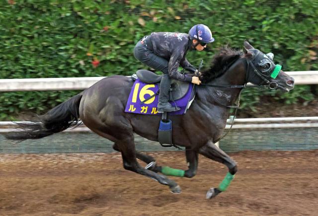 【スプリンターズS・1週前】復活期すルガルは連覇へ着実に上昇　杉山晴調教師「去年と比べると至って順調」