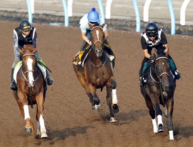 【オールカマー】ホーエリートがWコースで自己ベスト　田島調教師「時計、動きともに申し分ない」