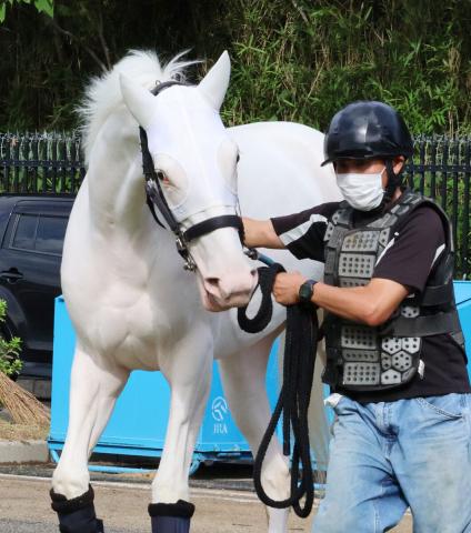 武豊騎手でアルテミスSに参戦する白毛のマルガが帰厩　野本厩務員「いい体になって帰ってきたよ」