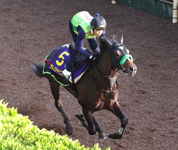 【注目馬動向】日本ダービー4着のサトノシャイニングは毎日王冠で武豊騎手と引き続きコンビ　