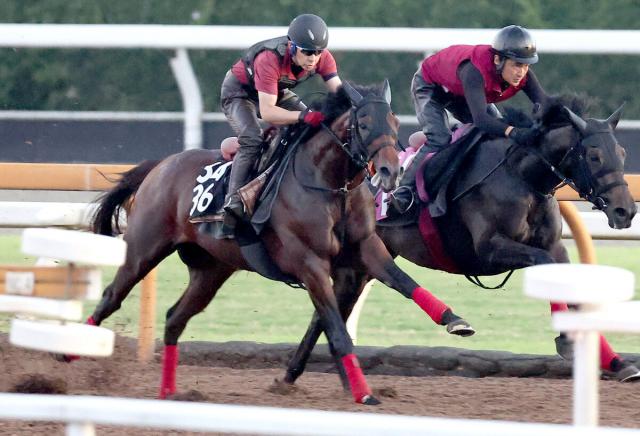 【神戸新聞杯】デルアヴァー、CWコースで6ハロン81秒9―11秒6　松永幹調教師「距離が延びるのは問題ないと思う」