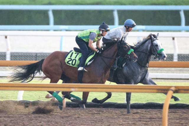 【21日阪神5R・2歳新馬】アドマイヤマーズ産駒クランズクラウンは半姉が桜花賞馬ステレンボッシュ　杉山晴調教師「先々は楽しみ」