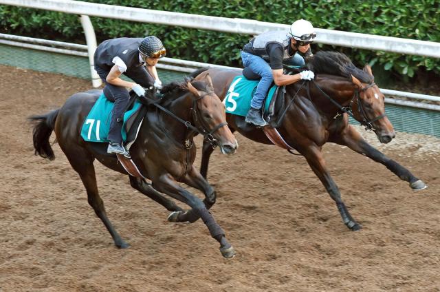 【POG】ステルヴィオの半弟カルロットは武豊騎手騎乗で20日の阪神でデビュー　武幸調教師「素直な馬です」