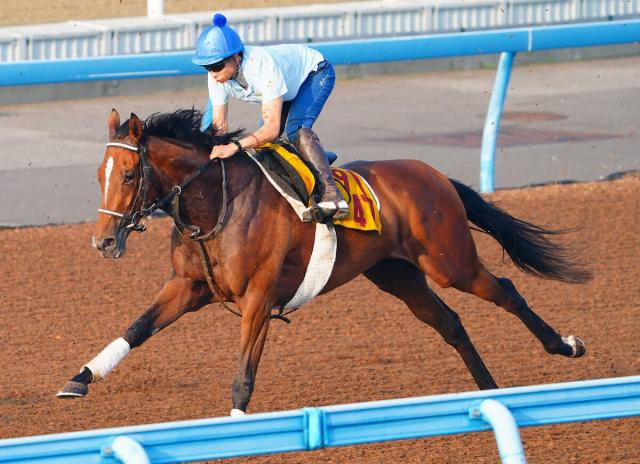 【オールカマー】ホーエリート　Wコース自己ベストに手応え　田島師「何とか食らいつければ」