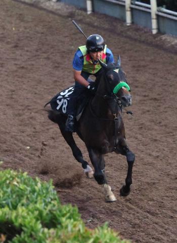 【神戸新聞杯】ジョバンニ　予定通りの坂路単走4F56秒1　父子3代同一重賞制覇で菊へ弾みを