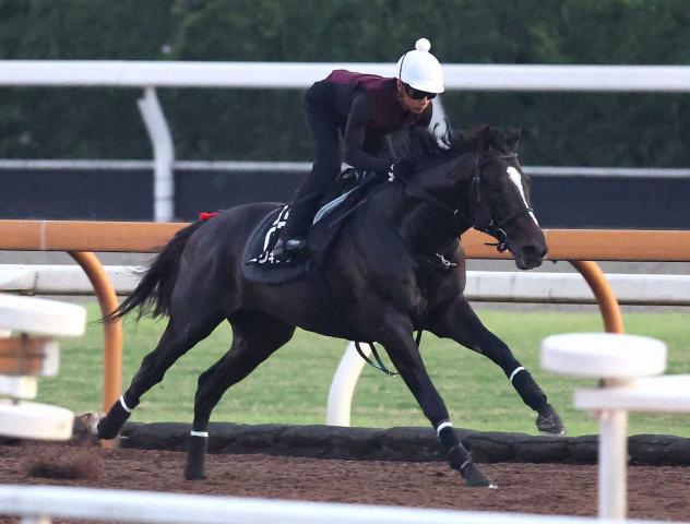 【神戸新聞杯】エリキング　伸びやかなフォームで5F69秒3　陣営は阪神外回りを歓迎